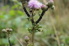 Aphis gossypii