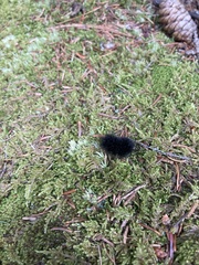 Hypercompe scribonia