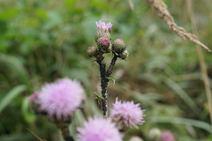 Aphis gossypii