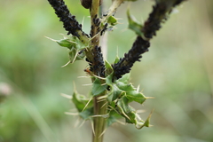 Aphis gossypii