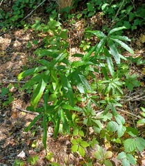 Quercus imbricaria