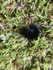 Hypercompe scribonia