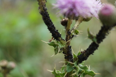 Aphis gossypii