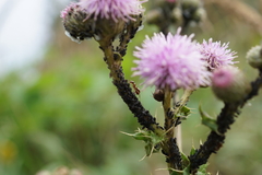 Aphis gossypii