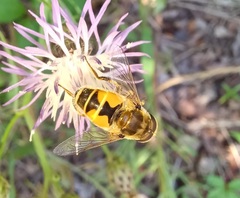 Eristalis arbustorum