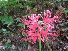 Lycoris radiata