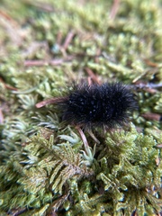 Hypercompe scribonia