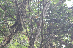 Trogon personatus