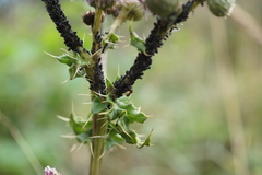 Aphis gossypii