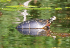 Chrysemys picta picta