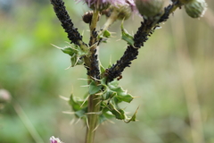 Aphis gossypii