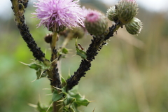 Aphis gossypii