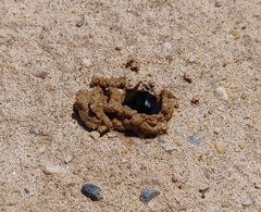 Ptilothrix bombiformis