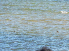 Mergus merganser americanus