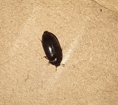Dermestidae
