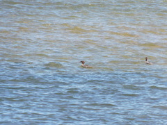 Mergus merganser americanus