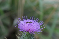 Melanostoma mellinum