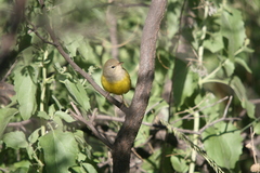 Geothlypis tolmiei