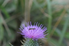 Melanostoma mellinum