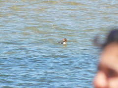 Mergus merganser americanus