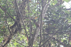 Trogon personatus