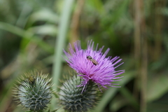 Melanostoma mellinum