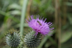 Melanostoma mellinum