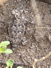 Phrynosoma goodei