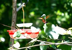 Saucerottia beryllina