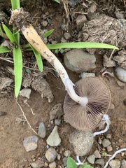 Psilocybe cubensis