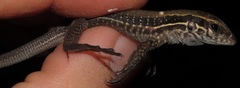 Ameiva ameiva