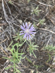 Lactuca pulchella