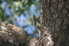 Sceloporus clarkii