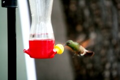 Saucerottia beryllina