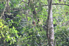 Trogon personatus