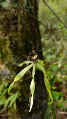 Prosthechea cochleata