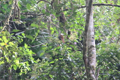 Trogon personatus