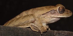 Boana raniceps