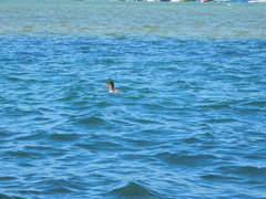 Mergus merganser americanus