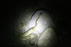 Crotalus molossus molossus