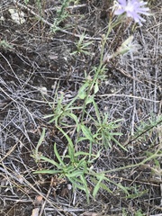 Lactuca pulchella