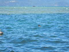 Mergus merganser americanus