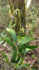 Prosthechea cochleata