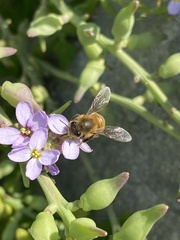 Apis mellifera