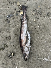 Merluccius productus