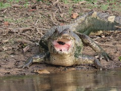Caiman yacare