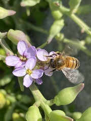 Apis mellifera