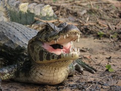 Caiman yacare