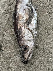 Merluccius productus