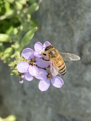 Apis mellifera